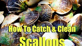 How To Catch Bay Scallops & Best Way To Cook Scallops