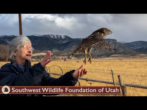 Cooper's Hawk Dine & Dash