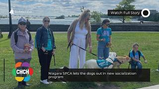 Niagara SPCA lets the dogs out in new socialization program