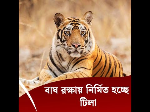 বাঘ রক্ষায় নির্মিত হচ্ছে টিলা