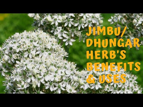 download lagu mp3 mp4 Jimbu Herb, download lagu Jimbu Herb gratis, unduh video klip Jimbu Herb