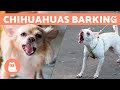 CHIHUAHUAS BARKING COMPILATION Angry Happy And Crying Chihuahuas