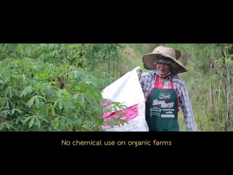 Organic eri silk in thailand