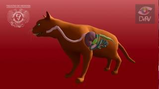 Ciclo biológico de Toxoplasma gondii