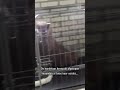 INSPECTIE haalt honden weg bij BERUCHTE HONDENHANDELAAR | Shorts