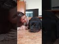 You are all for me ❤️🥰  #Shorts #rottweiler #dogs