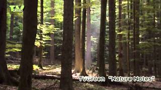 preview picture of video 'Bavarian Forest National Park'