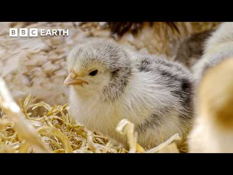This Mother Hen Talks To Her Eggs – And They Chirp Back! | Secret Life of Farm Animals | BBC Earth