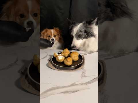Dog eating Cream Puffs🐶 | ASMR #dogfood #bordercollie #COLA