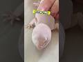 The owners using a straw to help their geckos shed #gecko #shed