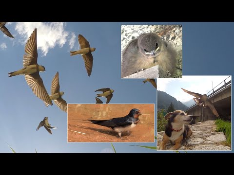 Scopriamo le "Rondini" nidificanti in Italia. Discovering the Italian Swallows and Martins