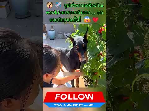 🐶✈️ สุนัขวิ่งตามเครื่องบินเพราะไม่อยากจากเจ้าของ..#trending #shorts