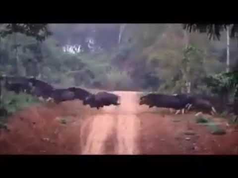 Seladang lintas jalan beramai²