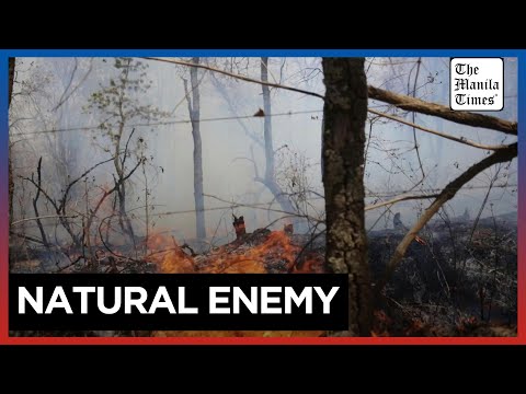 Forest fire hits avocado plantation in Mexico