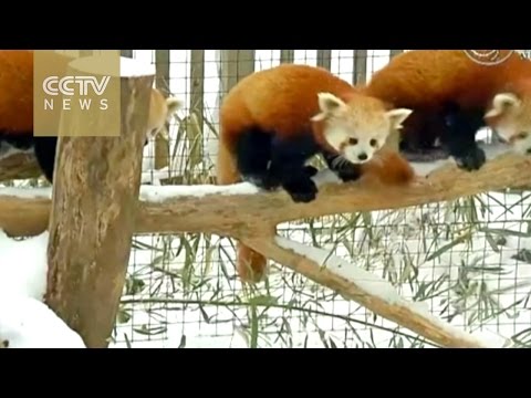 Funny red pandas get buzzed in U.S. blizzard