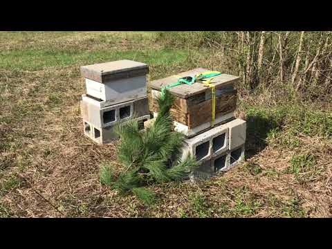 Catching Swarms in Bait Hive Part 3 of 3 - Swarm Moved to Permanent Location