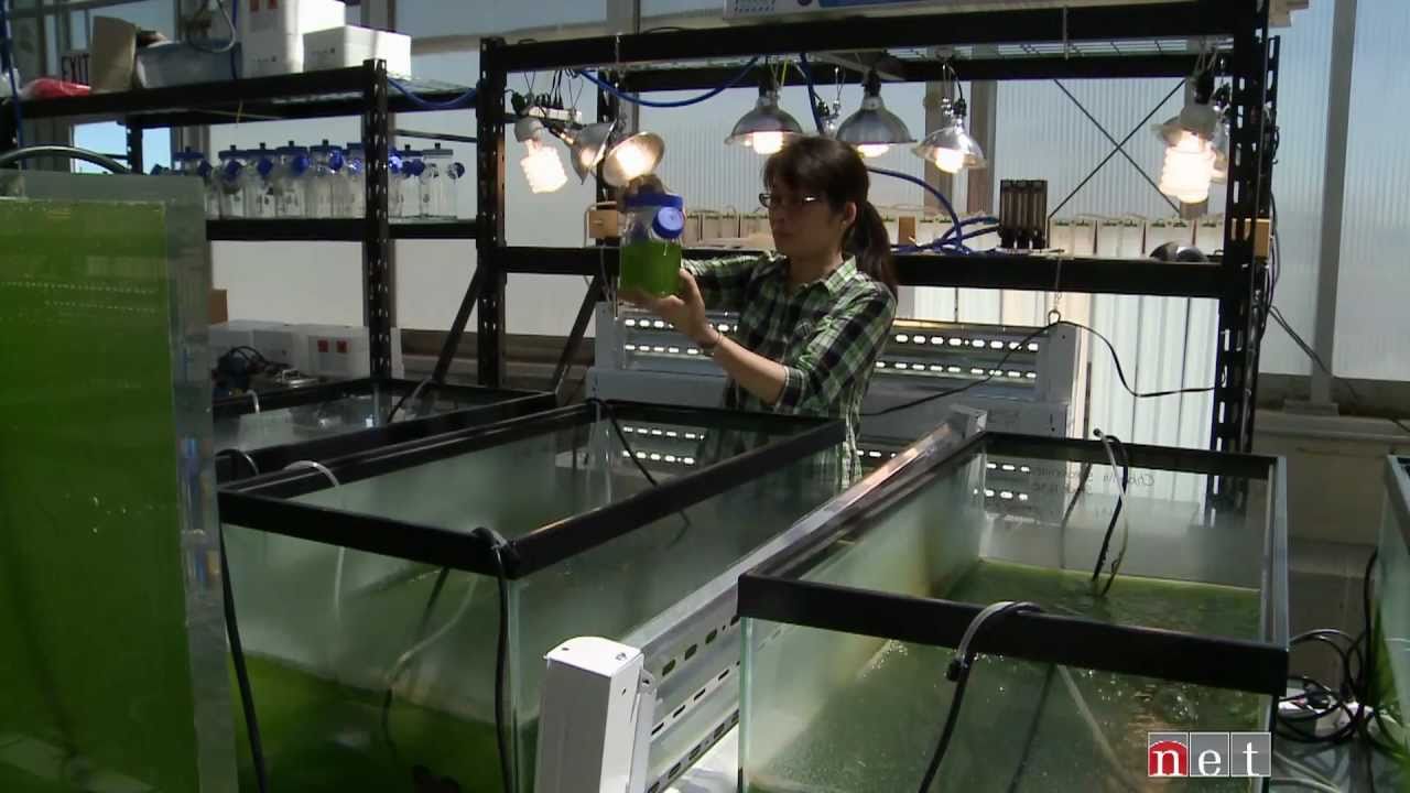 Algae for Fuel - a QUEST Nebraska Feature