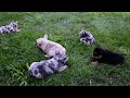 French Bulldog dogs for sale: Kay - Video 1