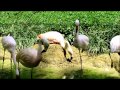 Lesser Chilean Flamingo Facts At Sylvan Heights Bird Park