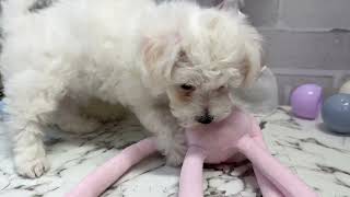 ビションフリーゼの動画01