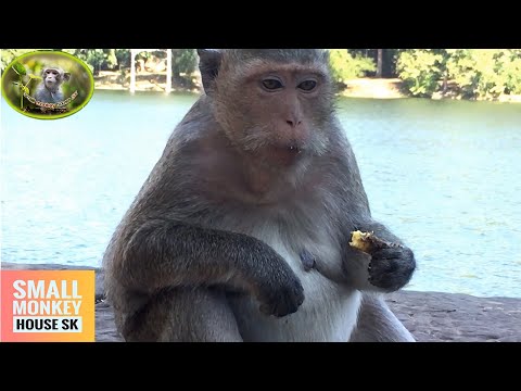 Monkey Layla calling Lola so loudly,Layla wants Lola come back,{ Leyla miss Lola every day }