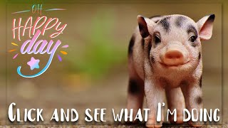 Funny little pigs So  Cute Pets  Cute Baby Animals & Funny Pets Video Compilation  Cute Moments