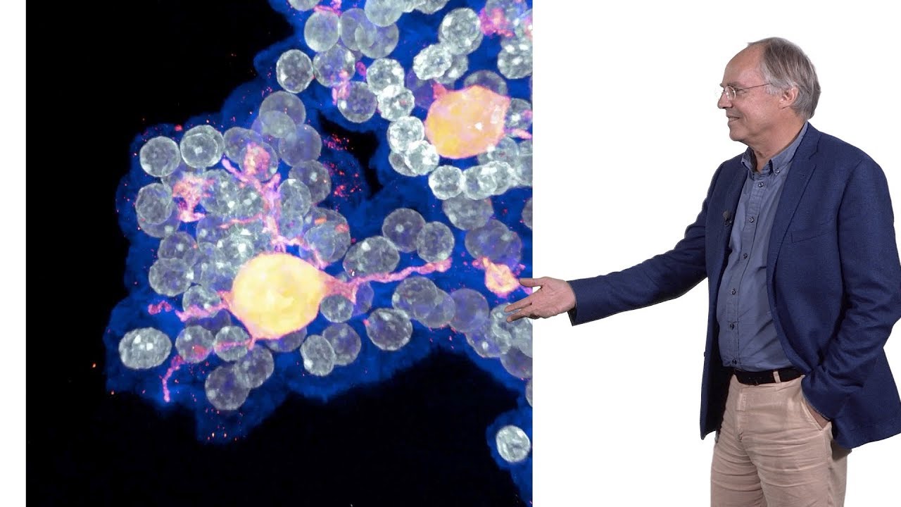 Hans Clevers (Hubrecht I., UU) 2: Generating Epithelial Organoids from Adult Tissue