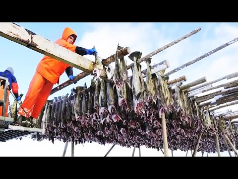 Amazing Codfish Fishing Vessel - Salted Cod Processing in Factory - Catch Hundreds Tons Cod Fish