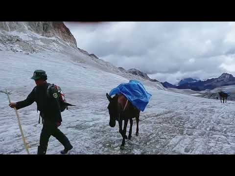Horses Among the Glaciers || Gangjula Pass 5125m above sea level || Trekking the hardest Trek