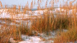 Vineyard - I Want To Know