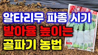 김장 알타리무 발아율 높이는 방법,일찍심으면 안되는 이유 알타리 무 씨앗파종 방법 알타리무심는시기