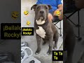 Bailalo Rocky Baile Bailalo Bailar Humor Dance Perros Perrito Caninos Canino Mascotas