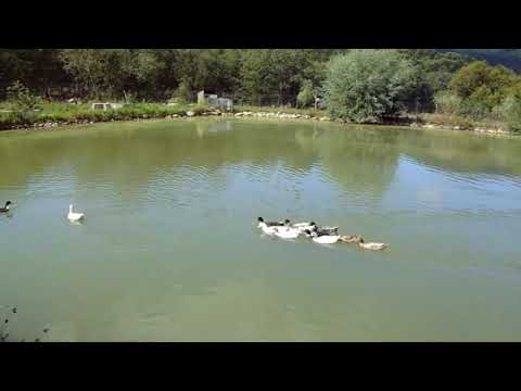 Solidaritatea rațelor