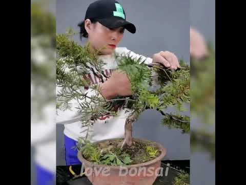 How to bend a bonsai - great bonsai bending skills #103