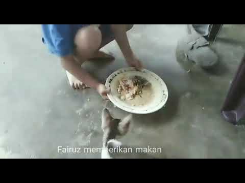 Menyedihkan..kucing kurus dan lapar
