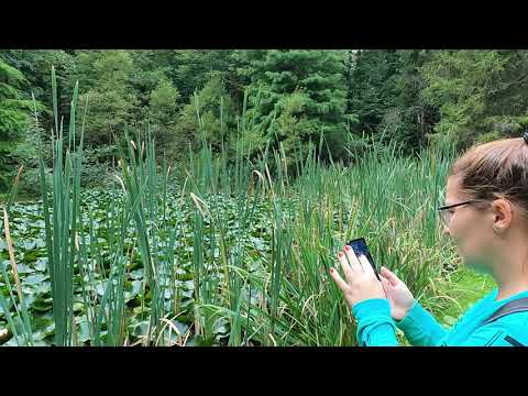 Lacul cu Nuferi de langa Sanatoriul 1 Mai din Statiunea Baile Olanesti Valcea @GradinaBio