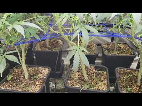 Cannabis AutoPot Grow - Week 3 of Flower 🌼