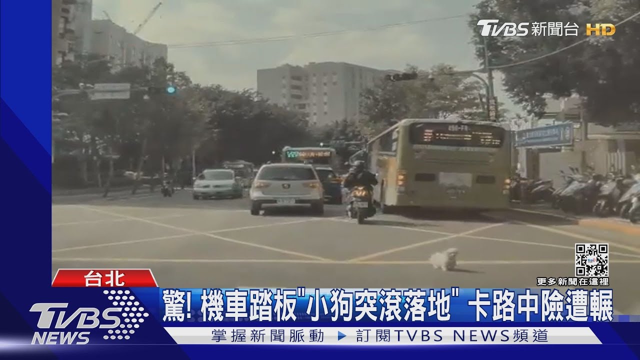 驚！機車踏板「小狗突滾落地」　卡路中險遭輾