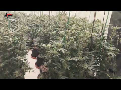 Scoperte due serre domestiche di marijuana. L'operazione dei carabinieri