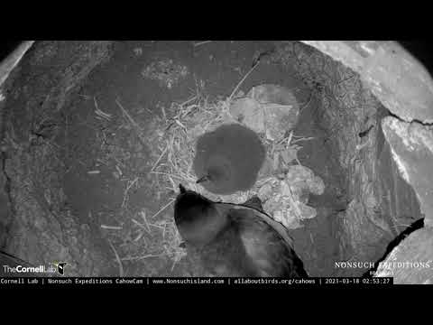 Male Cahow Drops By Nesting Burrow For An Overnight Feeding Visit – March 18, 2021