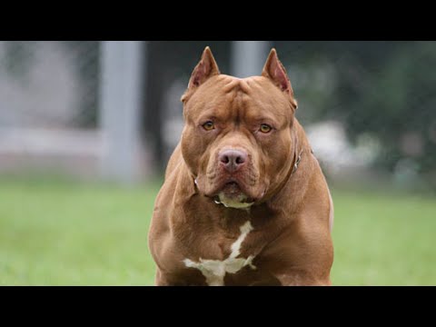 Woman SEVERELY injured after pitbull attack | NEWS IN A MINUTE