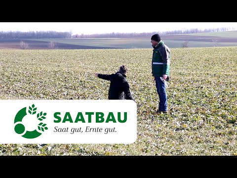 Rapsdüngung je nach Standort