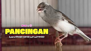 Download lagu Suara PANCINGAN KENARI PAUD Belajar Bunyi Ngeriwik Kenari GACOR Panjang || Masteran Kenari Paud #810 mp3