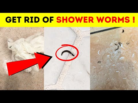 Shower Worms