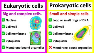 EUKARYOTIC CELLS vs PROKARYOTIC CELLS | What's the difference?