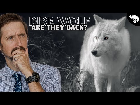 Evolutionary Biologist Reacts to Dire Wolf De-Extinction
