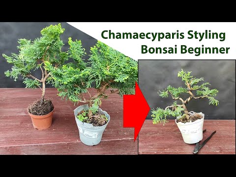 Styling exercise false cypress for bonsai beginners