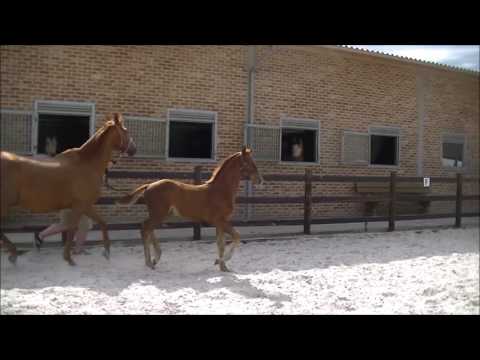 2017 06 11 Mastroianni (v. Moricone)