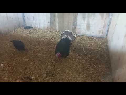 , title : 'Feeding a black turkey chicken male and female האכלת ותפיסת תרנגול הודו שחור ומתנפח'