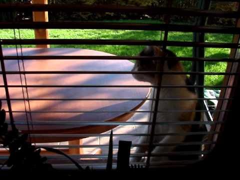 Kocka chce domu - Cat wants go home